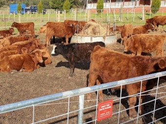 Junior Simmental Cross Bulls