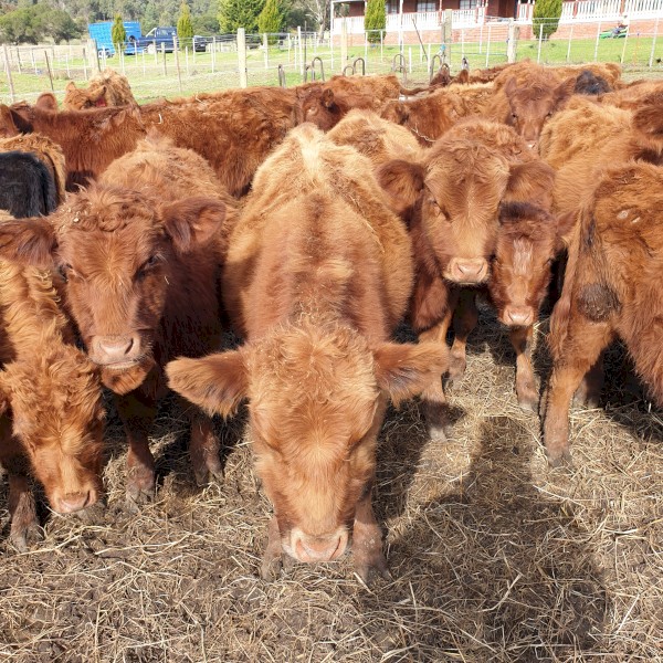 Junior Simmental Cross Bulls