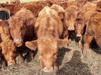 Junior Simmental Cross Bulls