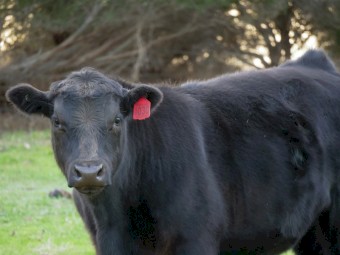 Pure Angus Steers X 8