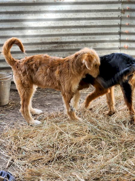 Mairedale juvenile pups, 5 months old.