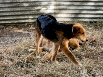 Mairedale juvenile pups, 5 months old.