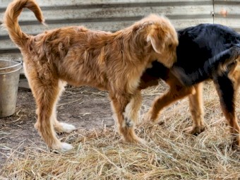 Mairedale juvenile pups, 5 months old.
