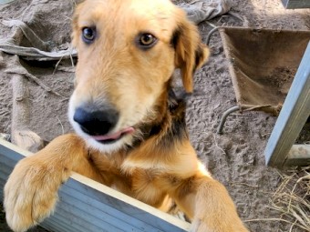 Mairedale juvenile pups, 5 months old.