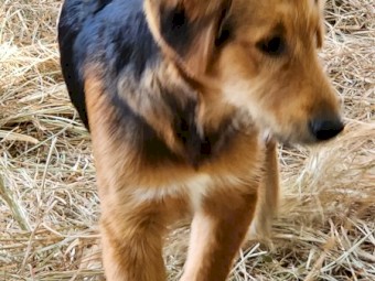 Mairedale juvenile pups, 5 months old.