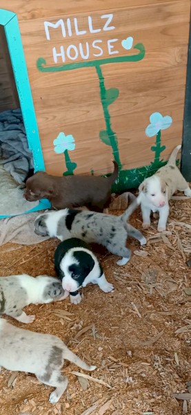 Border Collie Merle's 