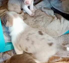 Border Collie Merle's 