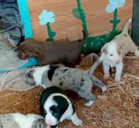 Border Collie Merle's 