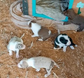 Border Collie Merle's 