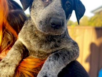 Australian Cattle Dog Pups