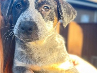 Australian Cattle Dog Pups