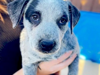 Australian Cattle Dog Pups