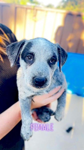 CATTLE DOG PUPS