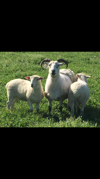WANTED Wiltshire Horn Sheep