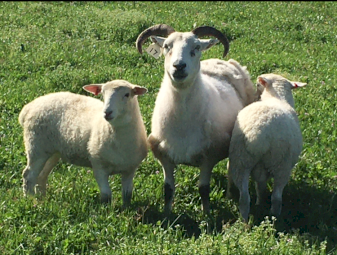WANTED Wiltshire Horn Sheep