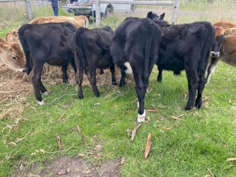 2 Angus cross Heifers and 2 Angus x Steers