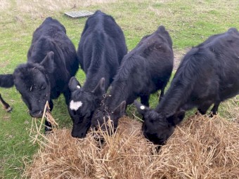 2 Angus cross Heifers and 2 Angus x Steers