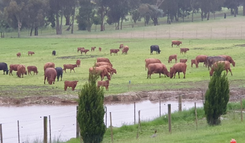 Red Angus Cows with Calf