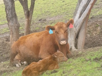 Red Angus Cows with Calf