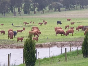 Red Angus Cows with Calf