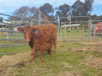 Red Angus Cows with Calf