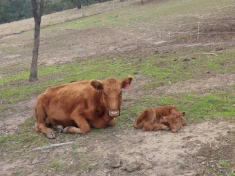 Red Angus Cows with Calf