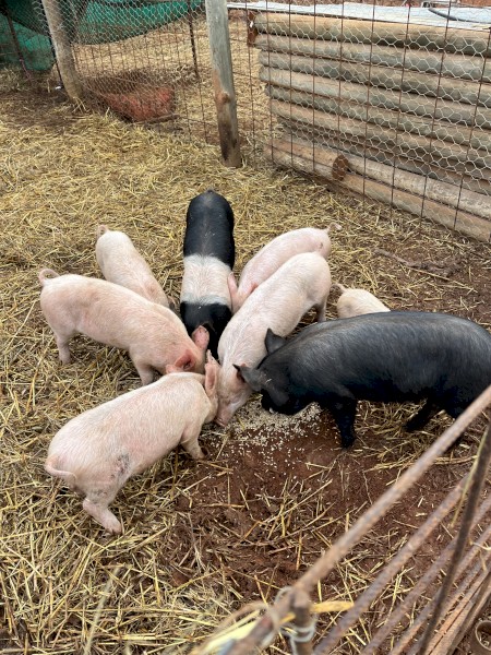 Piglets for sale