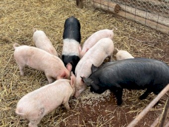 Piglets for sale