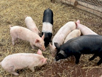 Piglets for sale