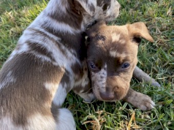 Kelpie x Koolie x Collie puppies