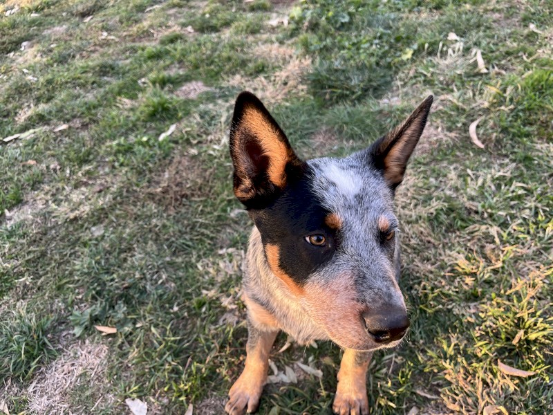 Cattle pups for sale 