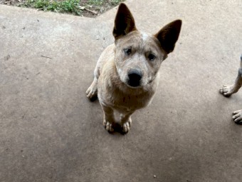 Cattle pups for sale 