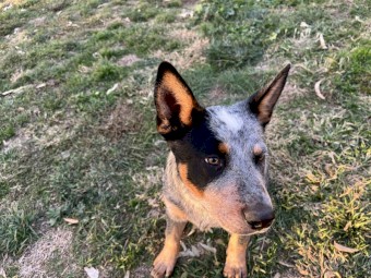 Cattle pups for sale 