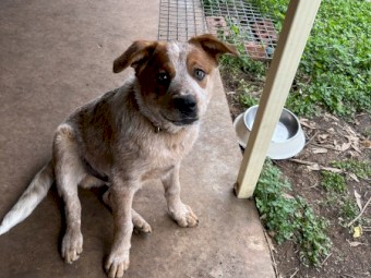 Cattle pups for sale 