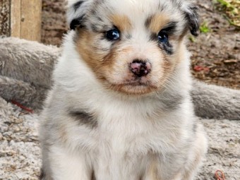 Australian shepherd pure breds