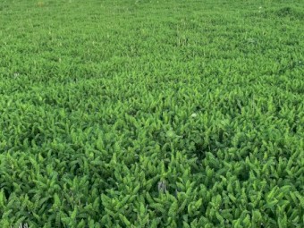 Casbah Biserrula Pasture Seed