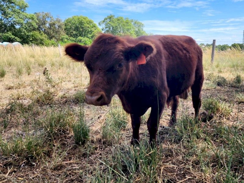 Lowline Bull - Zac Brown - red DNA