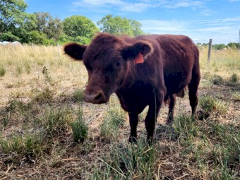 Lowline Bull - Zac Brown - red DNA