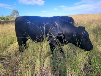 Lowline Bull - Big Ben - 2yo