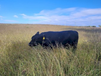 Lowline Bull - Big Ben - 2yo
