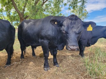 Lowline Bull - Big Ben - 2yo