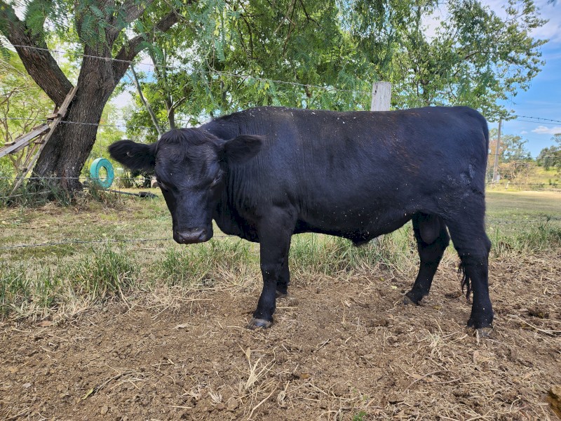 Lowline Bull - Jack Black