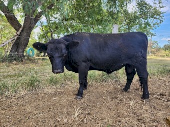 Lowline Bull - Jack Black