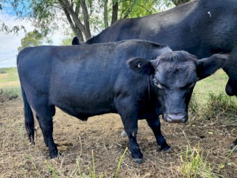 Lowline Bull - Jack Black