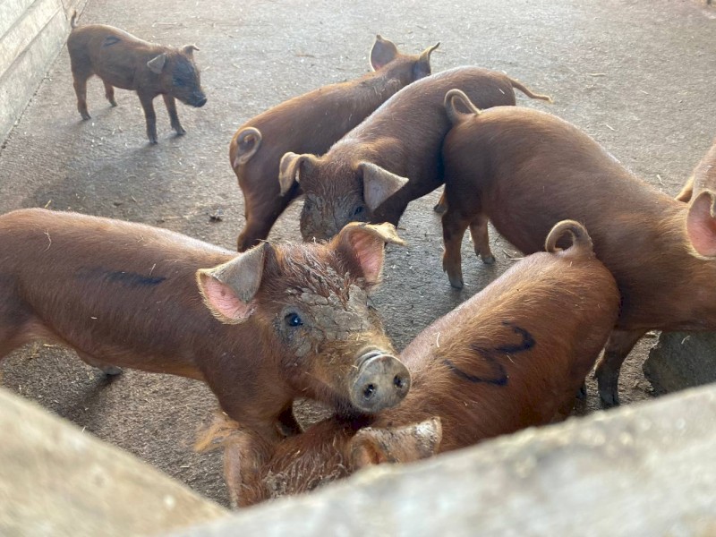 Pure breed Duroc piglets