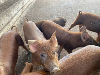 Pure breed Duroc piglets