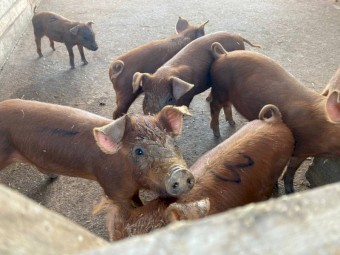 Pure breed Duroc piglets