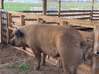 Pure breed Duroc piglets