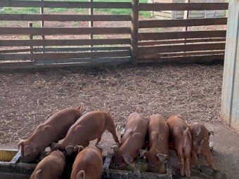 Pure breed Duroc piglets
