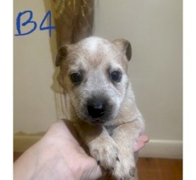Cattle dog puppies